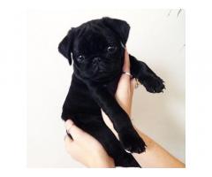 Pug Puppies for Sale Under $500 Near Me