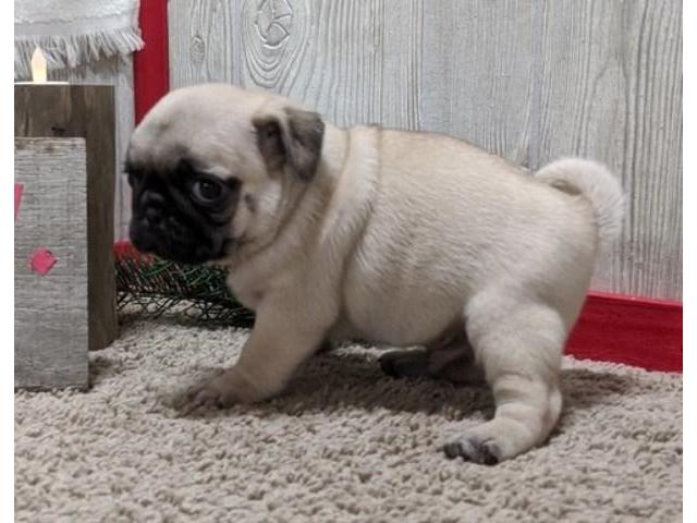 Pug Puppies for sale near me, Pug Puppies for sale, Cheap Pug