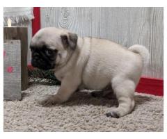 Pug Puppies for Adoption Near Me