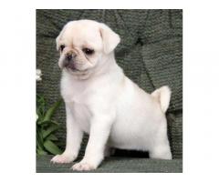 Male and Female Pugs Available For Sale