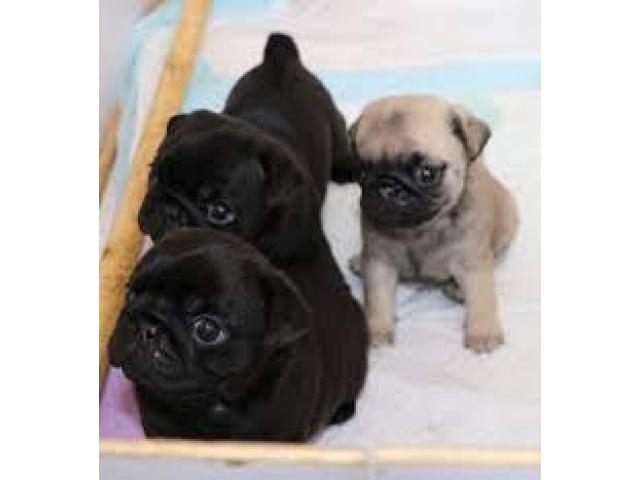 Pugs for sale near me| cheap pugs| Pug puppies for sale near me