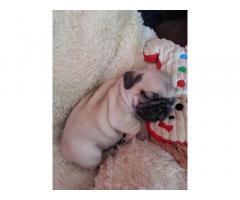 Pugs for sale near me| Pug Puppies for sale $200| Cheap pug puppies