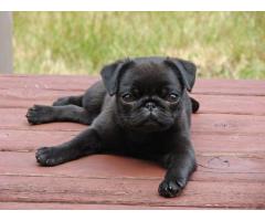 pug puppies for sale near me | cheap pug puppies | Pugs for sale near me