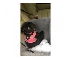 Black Pug Puppies for adoption Under $500