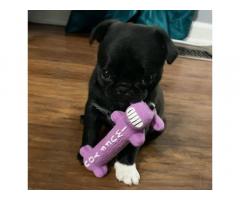Black Pug Puppies for adoption Under $500