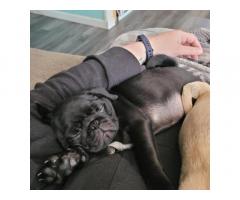 Pugs for Sale Near me Under $500 | Pug Breeders Near me |Cheap Pug Puppies for sale |
