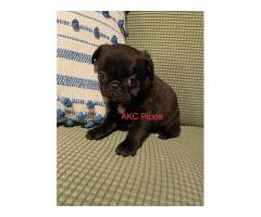 Pug puppies for sale near me | Pug puppies for sale mn | Teacup pug puppies