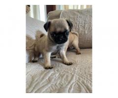 Pug puppies for sale near me | Pug puppies for sale mn | Teacup pug puppies