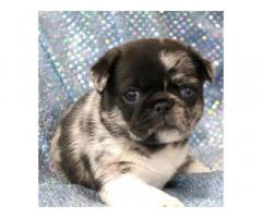 Pugs for sale near me| Cheap Pug puppies| Pug Puppies For Adoption